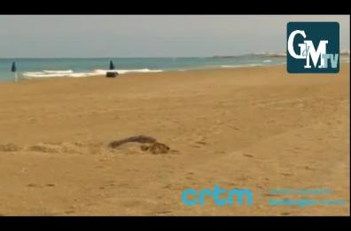 Tartarughe «Caretta caretta» depongono uova tra i bagnanti a Ugento e Porto Cesareo