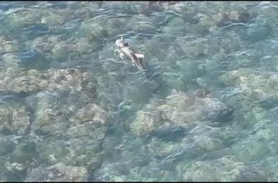 Doppia tragedia in mare: due cetacei morti in 24 ore a Bisceglie e Giovinazzo