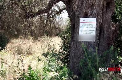 A 10 anni dalla comparsa del killer degli ulivi, PresaDiretta ripercorre la storia della Xylella