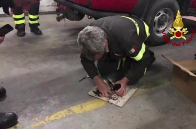 Due gazze salvate dai vigili del fuoco a Surbo: erano incollate su una trappola per topi