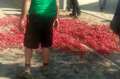 Ciliegie buttate in strada, esplode la rabbia dei produttori