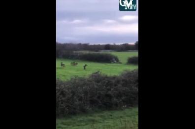 Noci, attenti ai lupi: è allarme nelle campagne del sud est barese