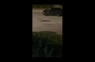 Un cucciolo di lupo a spasso fra Bari e Carbonara: il video è virale