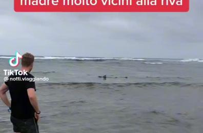 Monopoli, 2 squali avvistati in mare: il video su TikTok è virale
