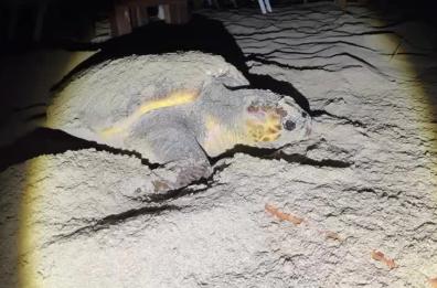 Punta Prosciutto, scoperto un nido di tartaruga marina sulla spiaggia: al via il monitoraggio