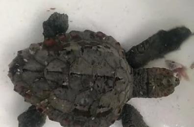 Bari,  tartarughina salvata dopo il naufragio del mercantile: ecco Efe 