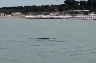 Foca monaca avvistata a Marina di Lesina: in viaggio verso le Tremiti?
