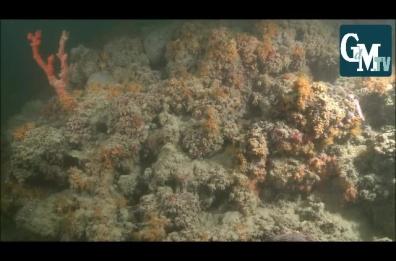 Monopoli, al largo spunta un paradiso di coralli: il video