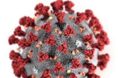 Puglia, isolati e sequenziati 2 ceppi coronavirus: «Utile contributo verso il vaccino»