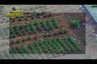 Controlli antidroga, la GdF con l'elicottero scopre 11mila piante di marijuana tra Brindisi, Lecce e Foggia