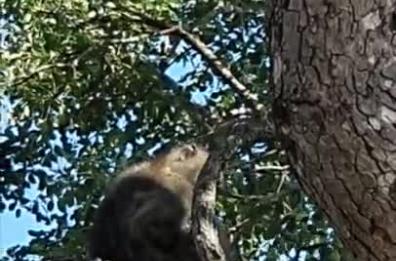 Sudafrica, babbuino rapisce cucciolo di leone