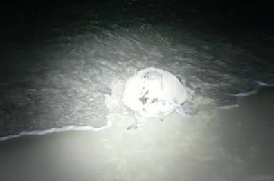 Pescoluse, la tartaruga deposita le uova e torna al mare