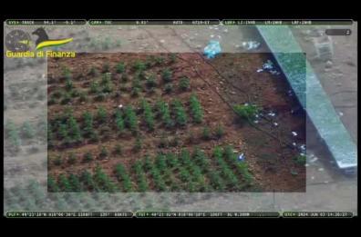 Lecce, la GdF scopre e sequestra nelle campagne 4500 piante di marijuana