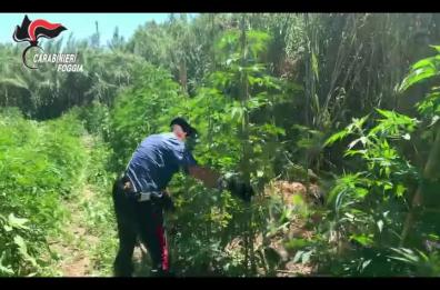 Cerignola, cc scoprono maxi-piantagione di cannabis vicino all'Ofanto: 2 arresti