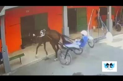 Taranto, cavallo malmenato e frustato con violenza in un box: il video indigna il web