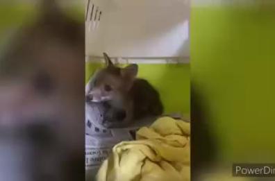 Un cucciolo di volpe salvato al Centro Fauna di Calimera