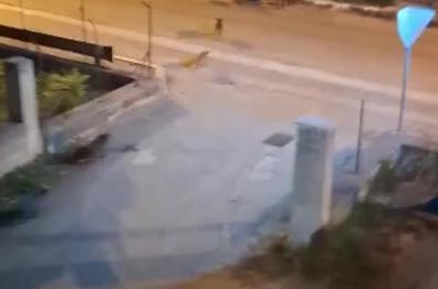 San Nicandro Garganico, branco di cinghiali a spasso in città: video diventa virale 