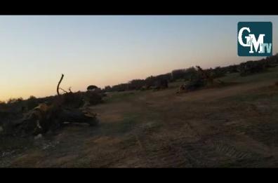 Emergenza Xylella, Coldiretti: «Ecco il deserto lasciato dalla sputacchina in Salento»