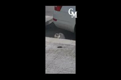 Lecce, quartiere Santa Rosa invaso dai topi, residenti esasperati: «Entrano in casa»