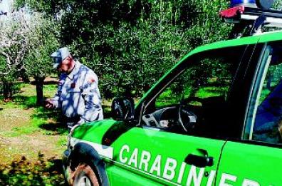  Xylella, agli agricoltori
 rimborsi raddoppiati