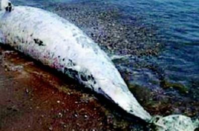 Spiaggiato un delfino 
con la coda imbrigliata