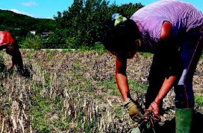  Era al primo giorno di lavoro
 la bracciante morta a Ginosa