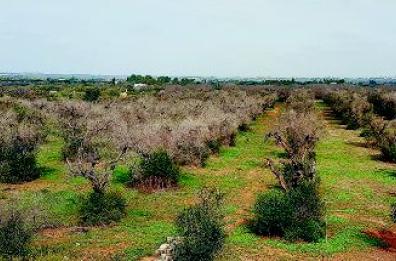 Ultimatum degli agricoltori 
«Lasciateci piantare gli ulivi»