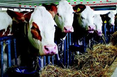 Mozzarelle «dop»
allevatori entusiasti 