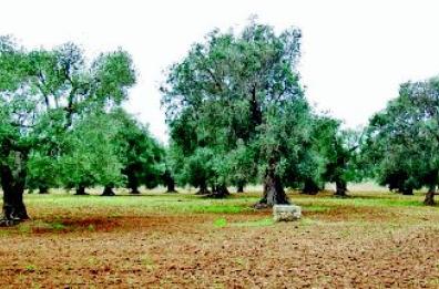 Il batteriologo Scortichini:
«Con rame e zinco ulivi salvi»