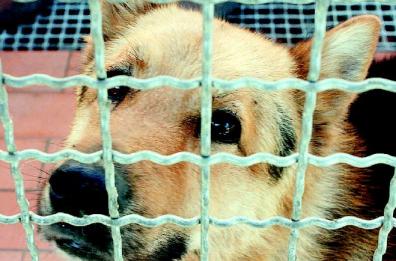 Statte, sconto di 500 euro
su tasse a chi adotta un cane