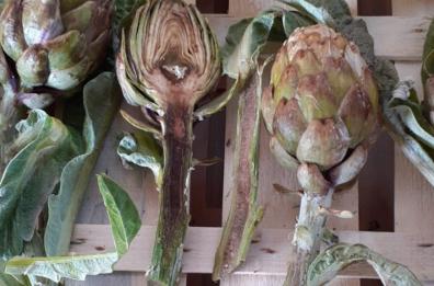 Maltempo e freddo, il gelo killer dei carciofi del Brindisino