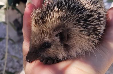Bari,  così Ciccio, riccio ferito, trova le cure tra le mani dei volontari del Wwf Levante Adriatico 
