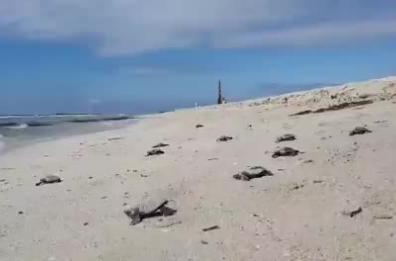Torre San Giovanni, si schiudono le uova: tante piccole tartarughine raggiungono il mare