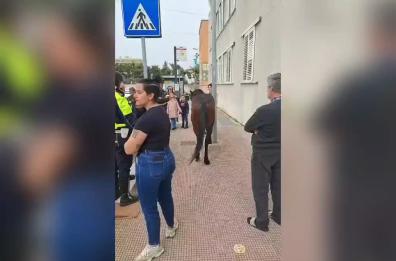 Bari, cavallo si aggira tra la gente per il quartiere Mungivacca: forse è scappato