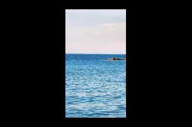 Delfino in difficoltà a Trani: paura e meraviglia alla «seconda spiaggia»