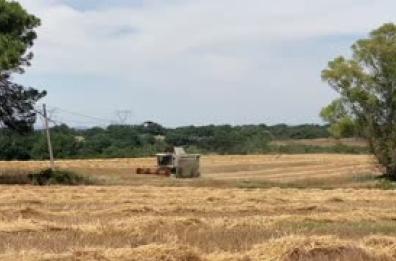 Foggia, il «grano nuovo» dovrà aspettare terreni bagnati: poche mietitrebbie