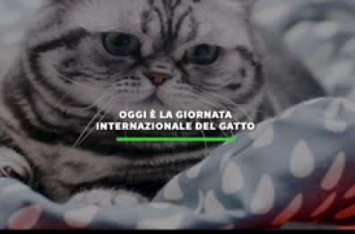 Oggi e' la giornata internazionale del gatto