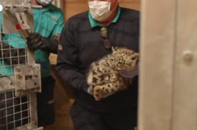 Inghilterra, esami per il nuovo cucciolo di leopardo delle nevi dello zoo di Chester
