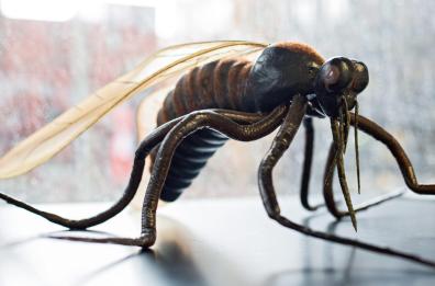 Un caso di West Nile, rientrata dalle vacanze