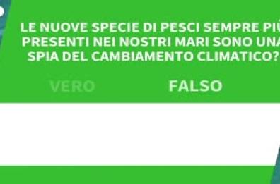 Ansa VERIFIED - Le nuove specie di pesci sempre piu' presenti nei nostri mari sono una spia del cambiamento climatico?