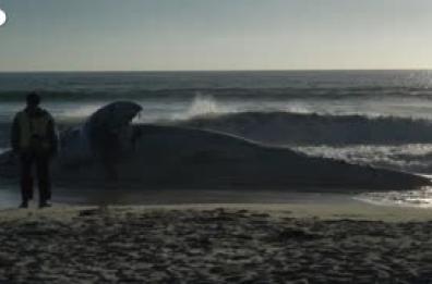 Messico, carcassa di balena si arena sulla spiaggia di Tijuana