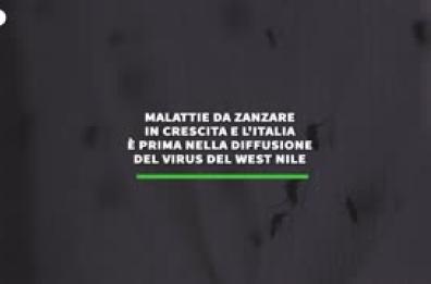Malattie da zanzare in crescita, Italia prima nella diffusione del West Nile