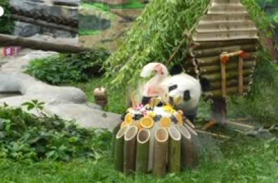 Mosca, il panda Katyusha compie due anni