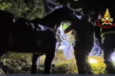 Due cavalli bloccati in un burrone nell'Ascolano, salvati