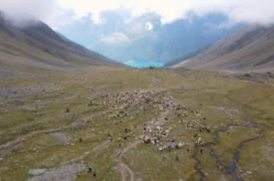 Tempo di transumanza in Alto Adige, il ritorno delle pecore dall'Austria