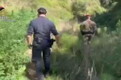 Scoperta una piantagione di canapa nel Reggino, tre denunciati