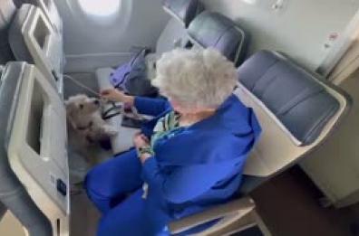 Su Ita il primo volo con due cani in cabina senza trasportino