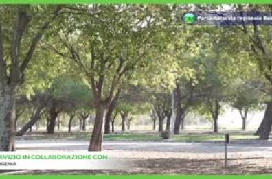 Nel verde ben gestito gli alberi crescono di piu'