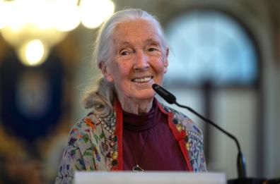 Morta a 91 anni la celebre etologa Jane Goodall