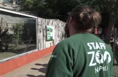 Allo zoo di Napoli nati quattro cuccioli di Fossa, i primi in Italia